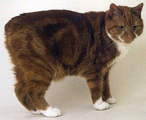 Jenis - Jenis Kucing Dari Berbagai Penjuru Dunia