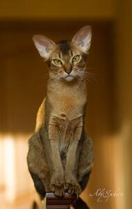 Jenis - Jenis Kucing Dari Berbagai Penjuru Dunia