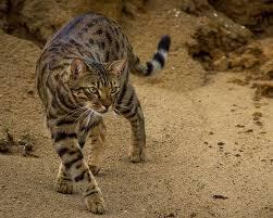 Jenis - Jenis Kucing Dari Berbagai Penjuru Dunia