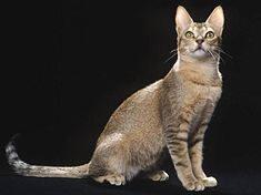 Jenis - Jenis Kucing Dari Berbagai Penjuru Dunia