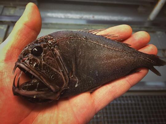 Penampakan Hewan Laut Aneh Yang Mitosnya Jelmaan Dari Hewan Laut