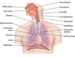 Kata Siapa Vaping Aman? Salah! Ini Buktinya!