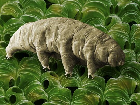 Temui Tardigrades, Hewan Paling Kuat Di Bumi!