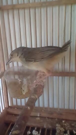 Prinia Familiaris Ciblek The Little Fighter Page 161 Kaskus