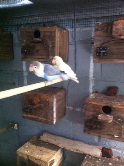 Balasan Dari Lovebird Lovers Part 1 Kaskus