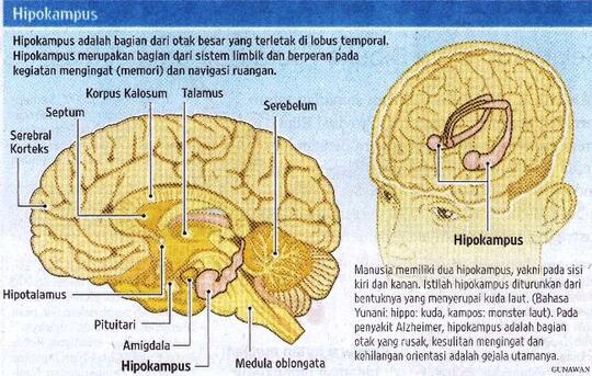 Mengenal Amnesia, Bukan Kaya Di Film Atau Sinetron