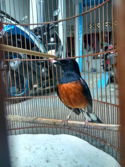 Balasan Dari Murai Batu Mania Kumpul Dimari Kaskus