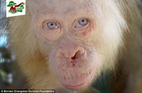 Orang Utan Albino Langka Ditemukan di Kalimantan Gan!