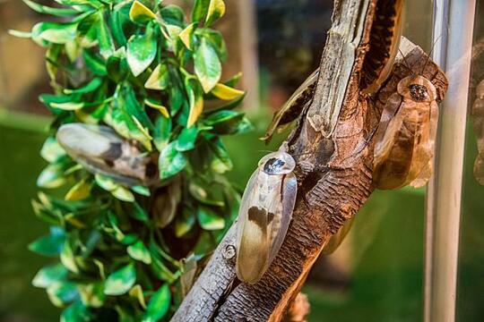 11 Fakta Unik Tentang Kecoa yang Bikin Kamu Merinding