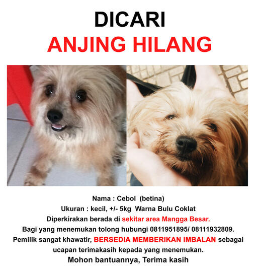 Anjing Hilang Daerah Mangga Besar Kaskus