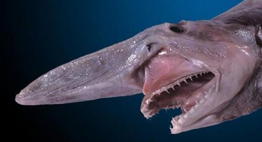 48 Gambar Hewan Purba Laut Terbaru