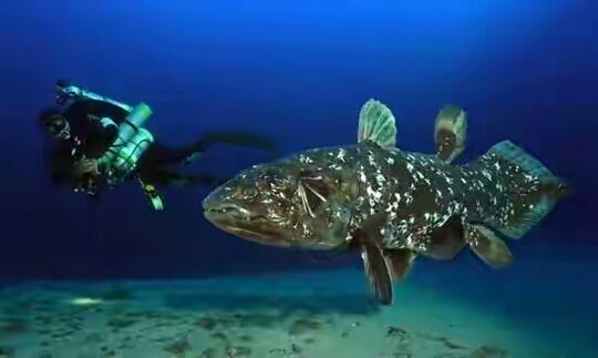 Jenis Jenis Binatang Laut Purba Kaskus