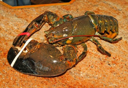 Lobster Ini Ditawar Rp13 Juta,Tapi Pemiliknya Pilih Lepas ke Alam