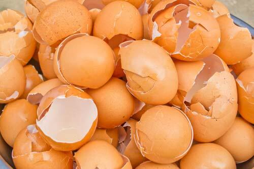610 Koleksi Membuat Kolase Dari Kulit Telur Gratis Terbaru