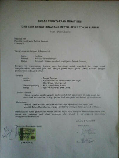 Gila,Punya Satu Tokek Rumah Udah Jadi Milyarder,Lihat Tokek Ini Dihargai Rp 150M