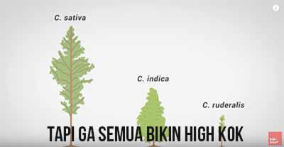 Apakah Ganja Buruk Bagi Kita? *Explained With Animation*