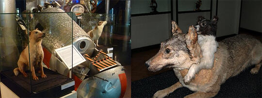 10 Museum Medis Paling Aneh & Menyeramkan di Dunia