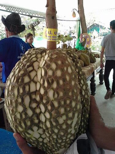 Durian Ini Nggak Ada Durinya, Jadi Namanya Apa Dong?