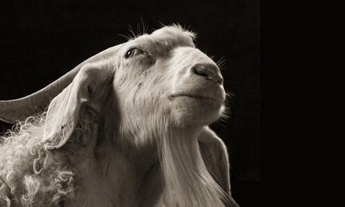 Kambing-Kambing Ini Berpose Bak Foto Model, Jadi Ganteng dan Cantik Gan!