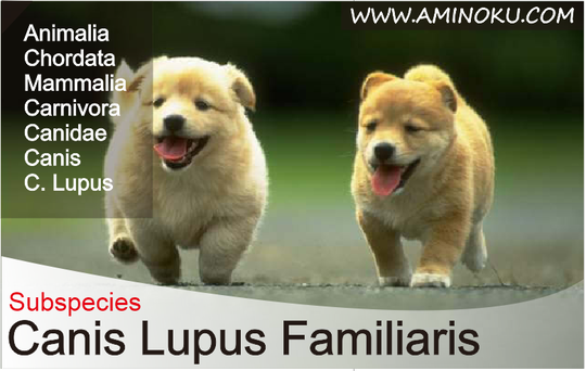 32++ Anjing menggonggong kafilah berlalu quotes ideas