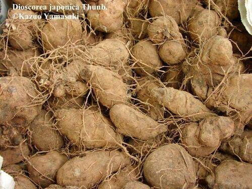 Ternyata Nama Tempat Ini Berasal dari Nama Tanaman