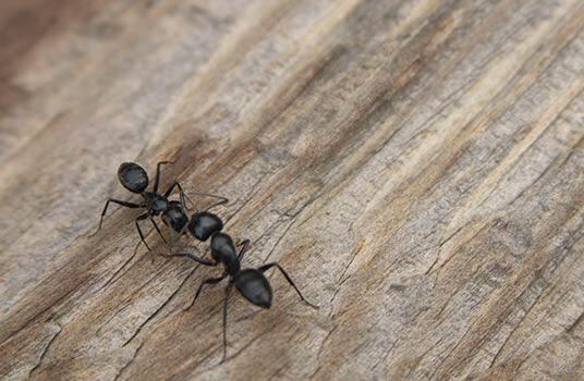 Pertanda Semut Terbang Banyak Di Rumah Info Terkait Rumah