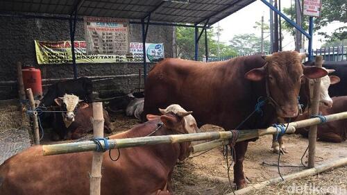 Ternyata Segini Modal Bisnis Sapi Kurban