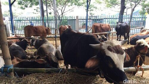 Ternyata Segini Modal Bisnis Sapi Kurban
