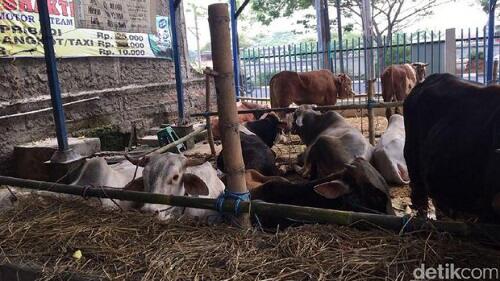 Ternyata Segini Modal Bisnis Sapi Kurban