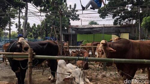 Ternyata Segini Modal Bisnis Sapi Kurban