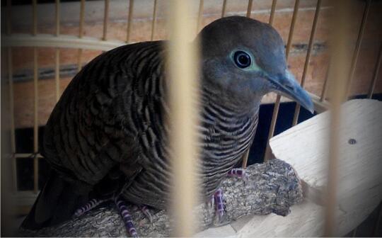 Mitos Burung Perkutut Dalam Tradisi Jawa Kuno