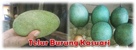 Burung Paling Galak Di Dunia Adalah Kasuari Kaskus