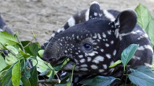 16++ Hewan langka tapir information