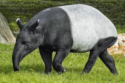 Balasan Dari Bayi Tapir Imut Di Kebun Binatang Bandung Kaskus