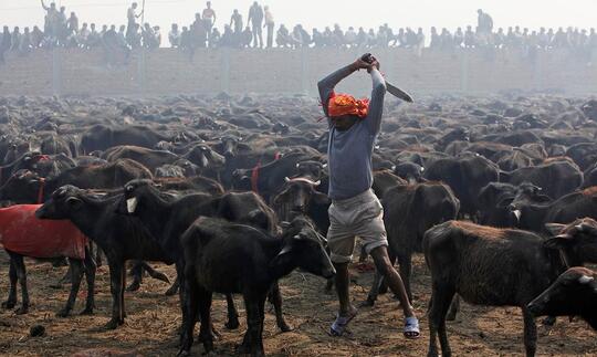 Ritual Gadhimai, Membantai Hewan Atas Nama Agama