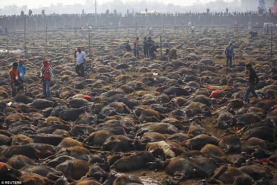 Ritual Gadhimai, Membantai Hewan Atas Nama Agama