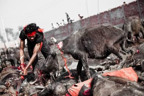 Ritual Gadhimai, Membantai Hewan Atas Nama Agama