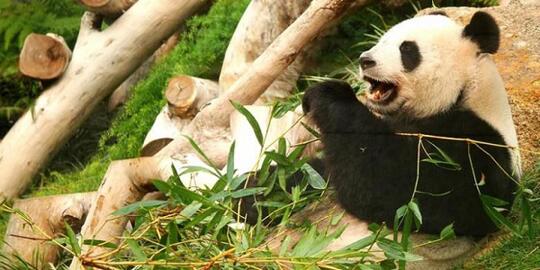 Sabar Gan, Kedatangan Panda ke Indonesia Diundur