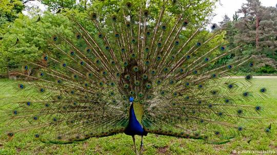 55 Tebak Gambar Burung Merak Sepeda HD Terbaru