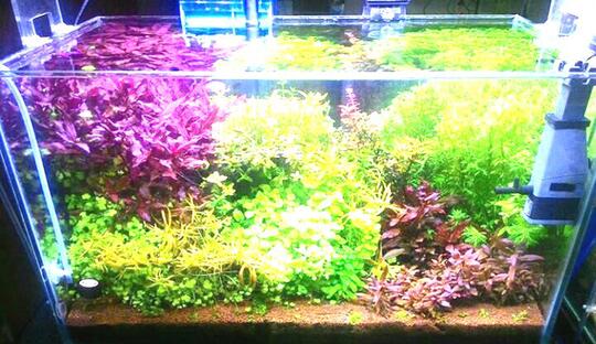 Aquascape For Everyone Part 3 Page 121 Kaskus