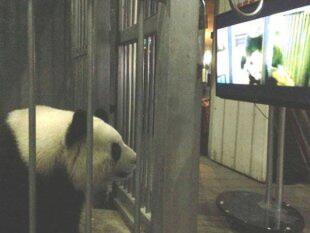 Benarkah Panda Bisa Dirangsang dengan Film Porno? | KASKUS