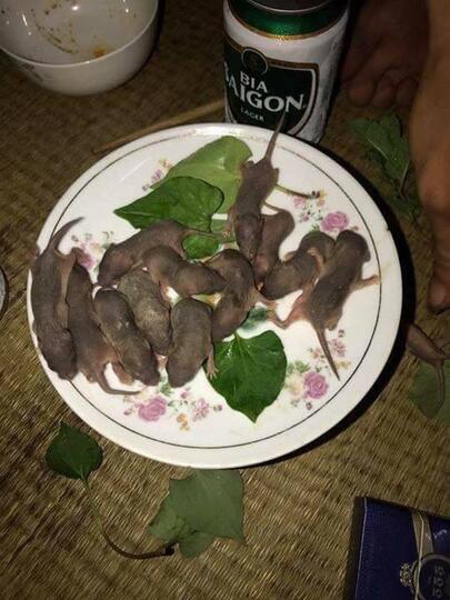 Bener Gak Sih Makan Anak Tikus Bikin Badan Jadi Kuat Kaskus