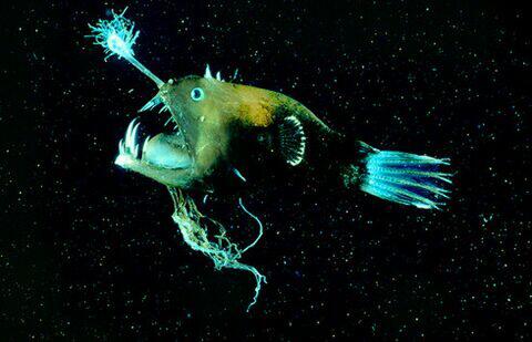 Ikan Penghuni Dasar Laut