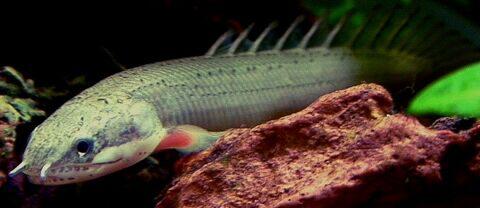 Ikan Penghuni Dasar Laut