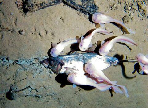 Ikan Penghuni Dasar Laut