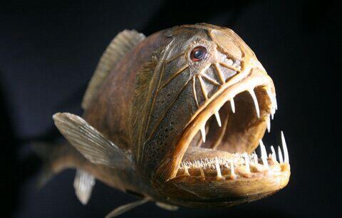 Ikan Penghuni Dasar Laut