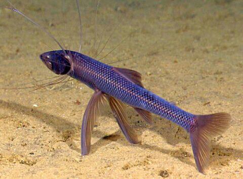 Ikan Penghuni Dasar Laut