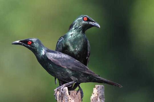Harga Burung Cucak Keling Sharing seputar burung Cucak Keling / Perling Kumbang | KASKUS