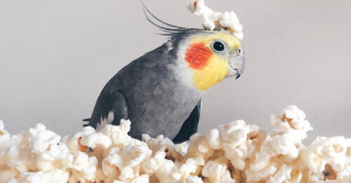 Kenalin Gan Burung Falk Cockatiel Si Pintar Sexy Cantik Dan