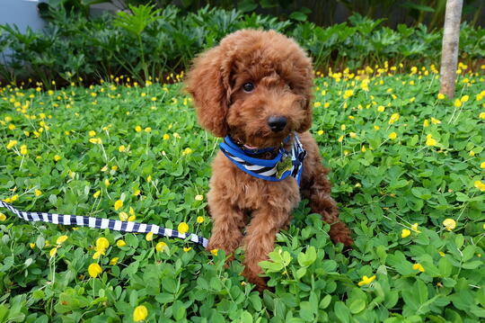 Poodle Lover S Page 18 Kaskus